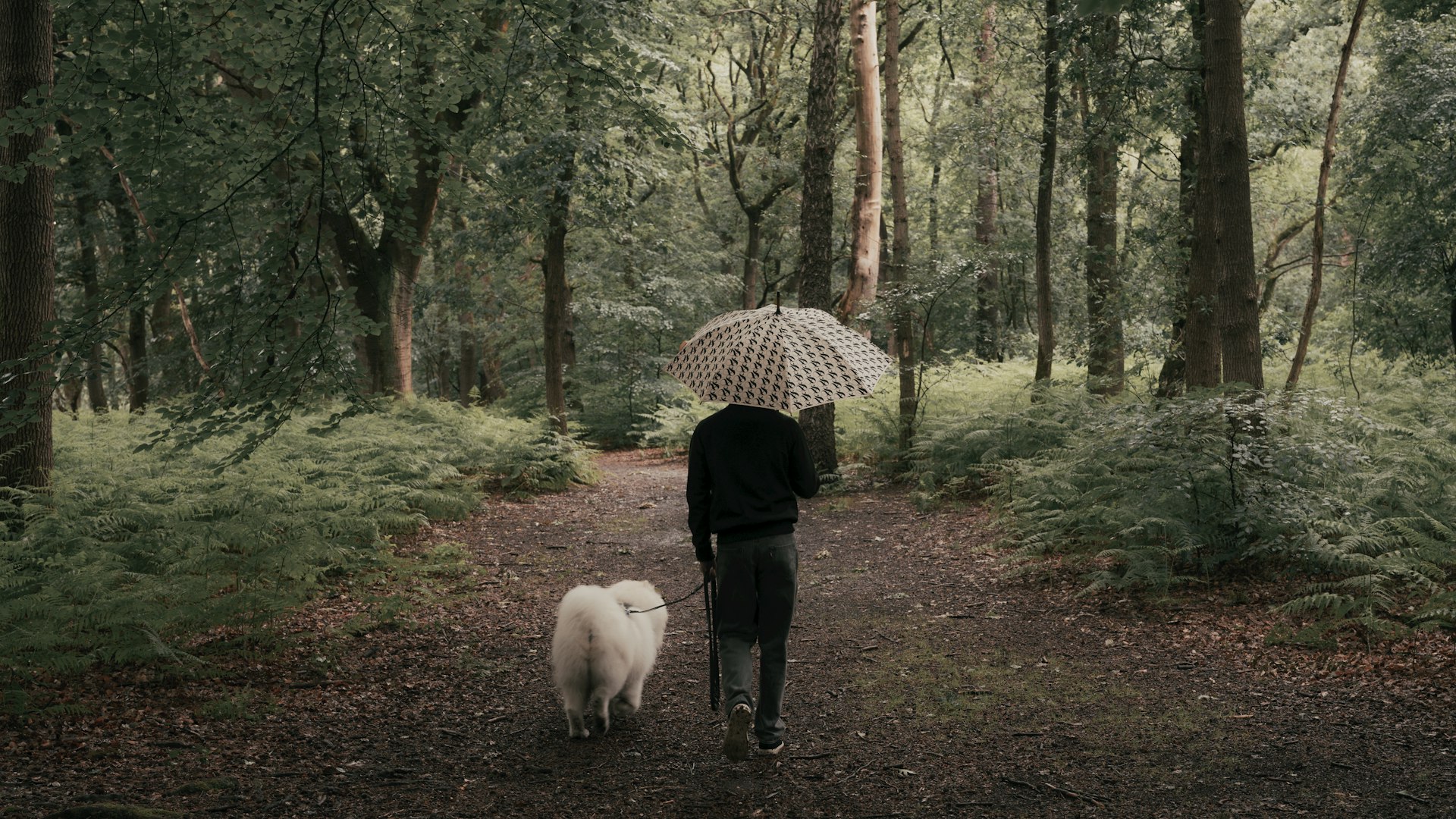 Person with umbrella walks dog on forest path